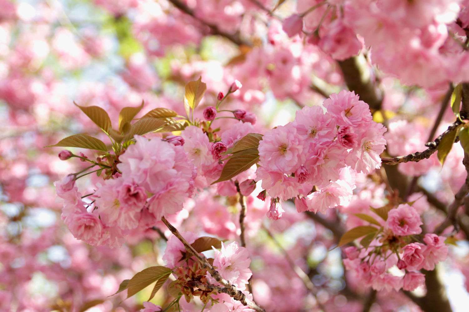 blühende Kirschbaumblüten