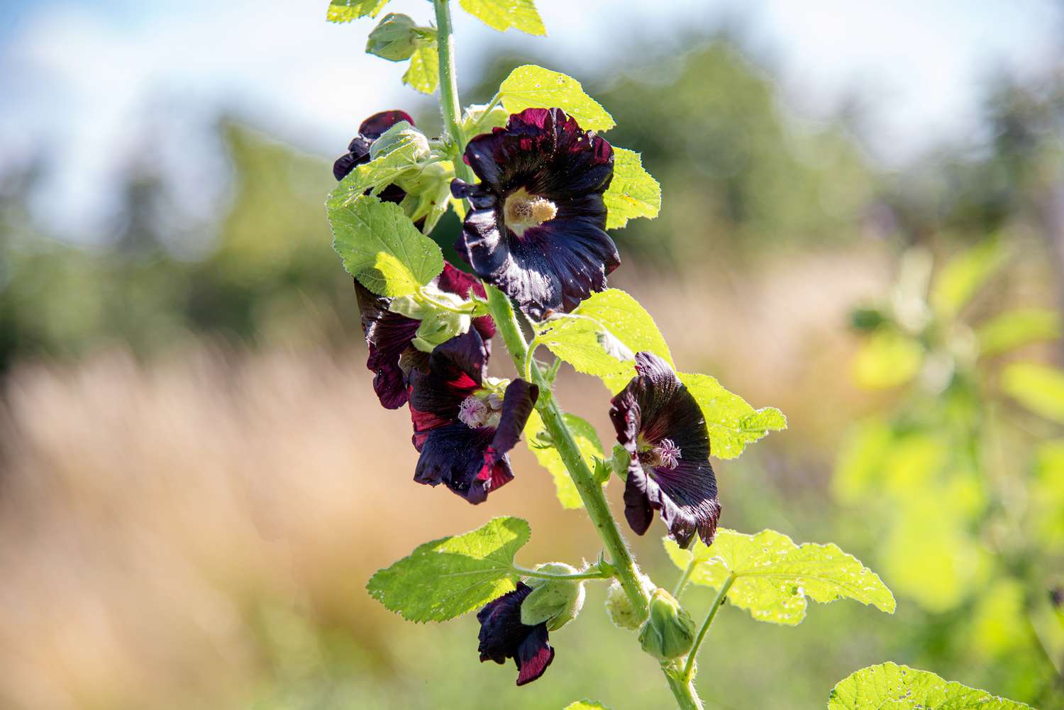 Schwarzer Ilex-Pflanzenstamm mit tiefviolett-schwarzen gefüllten Blüten und großen Blättern im Sonnenlicht in Nahaufnahme