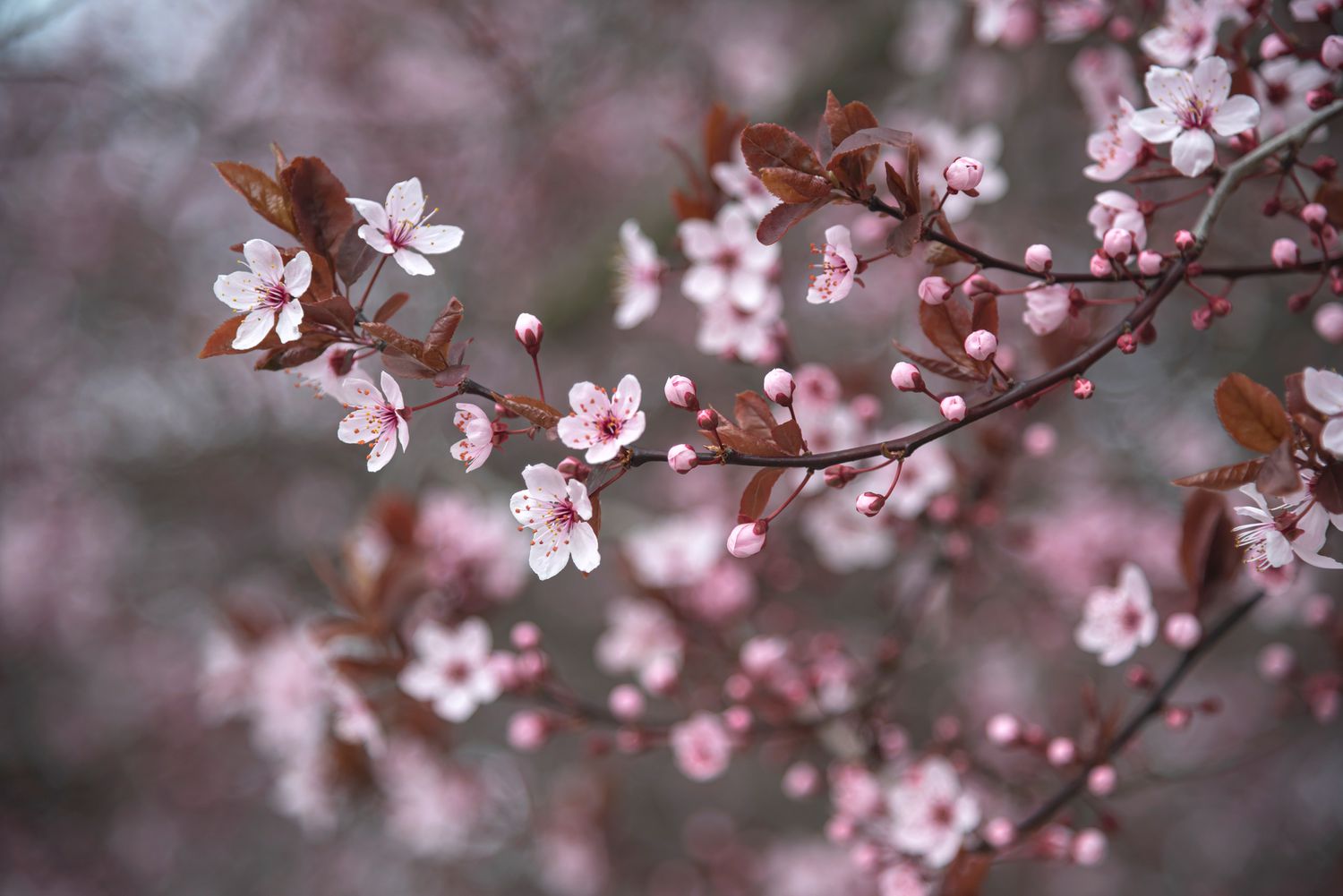 Zweige des lilafarbenen Pflaumenbaums mit kleinen weißen und rosa Blüten mit Knospen und braunen Blättern in Nahaufnahme