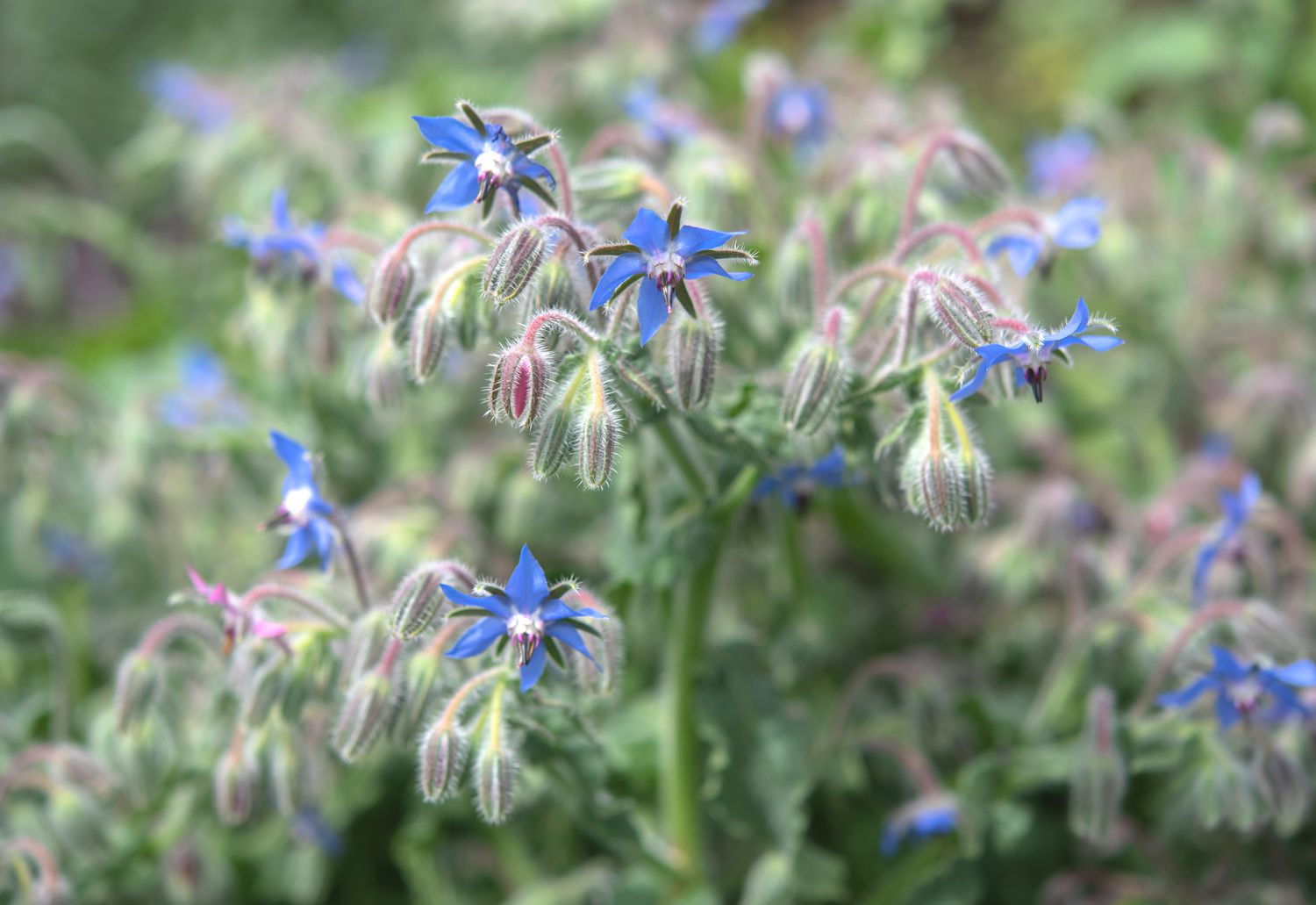 Plante de bourrache avec fleurs et bourgeons bleus dans le jardin