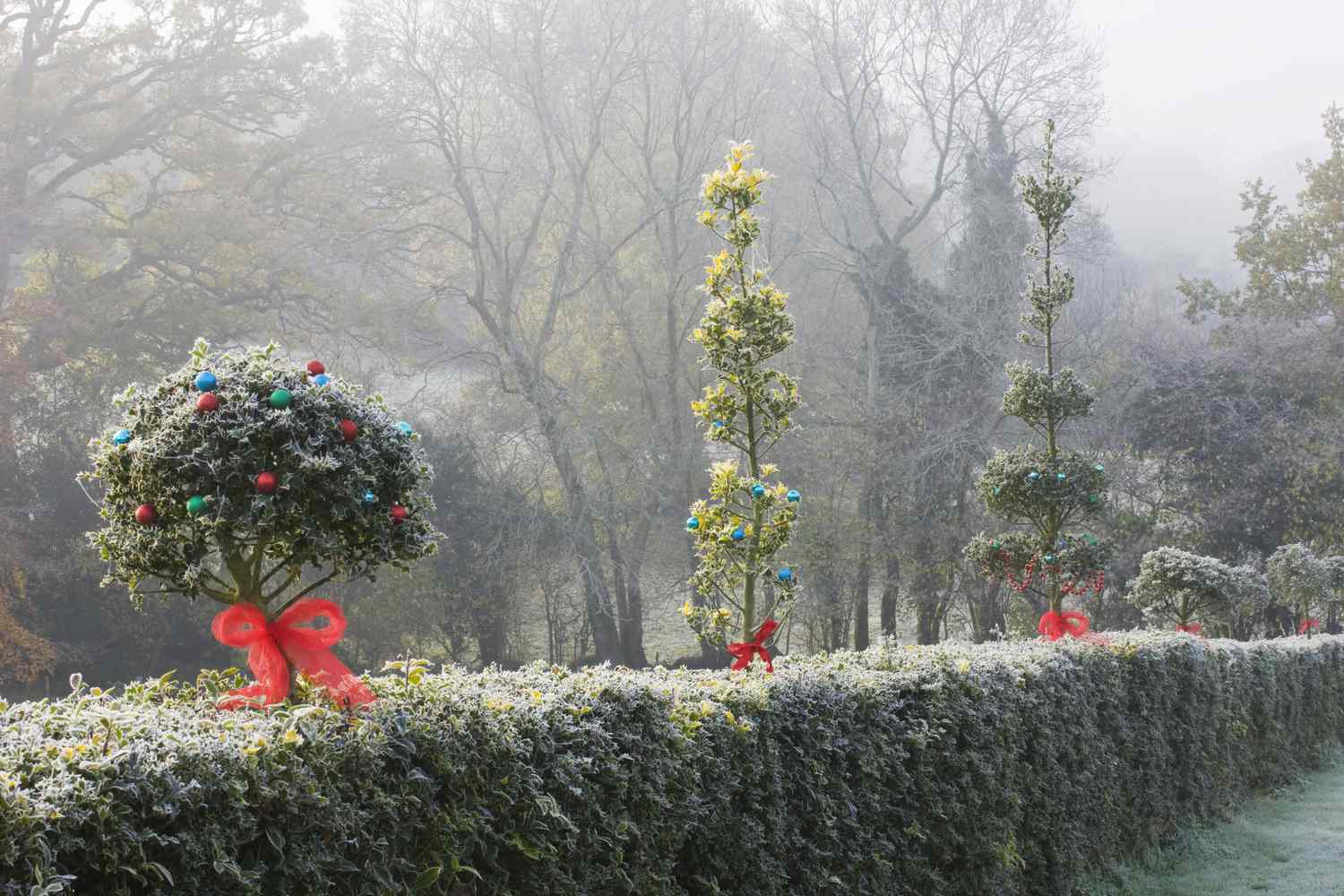 Mit Frost bedeckte Hecke, mit anderen weihnachtlich geschmückten Pflanzen.
