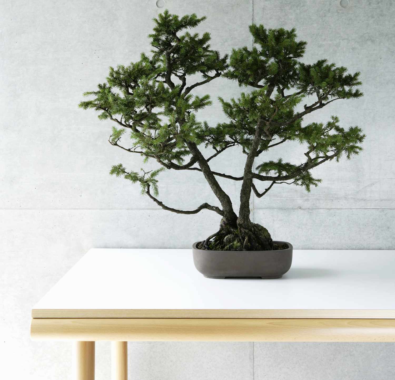 Árbol bonsái en una maceta sentado sobre una mesa blanca.