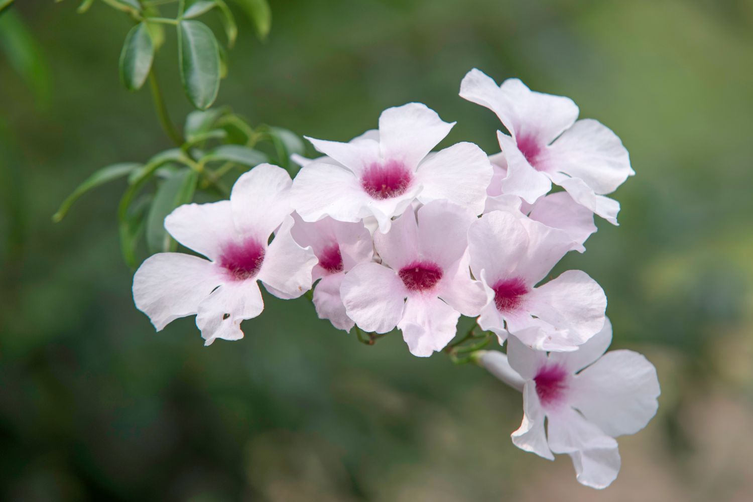 Laubengang mit weißen und rosa Blüten in Nahaufnahme