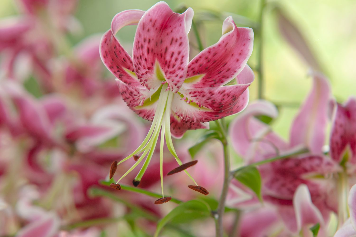 'Scarlet Delight' Lilienblüte mit rosa gefleckten Blütenblättern und hellgrünen Staubgefäßen in Nahaufnahme