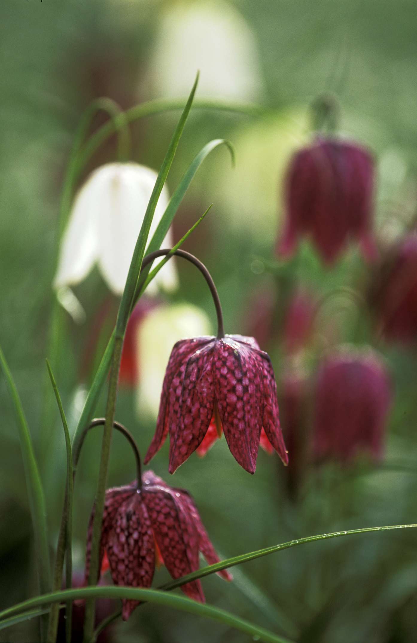 eine Nahaufnahme von Fritillaria meleagris