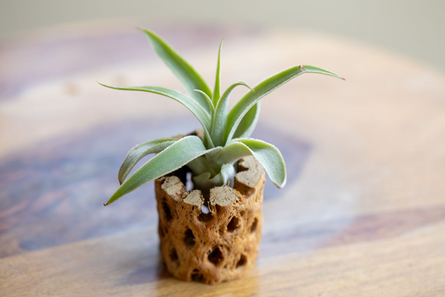 Tillandsia cacticola air plant growing in wooden holder