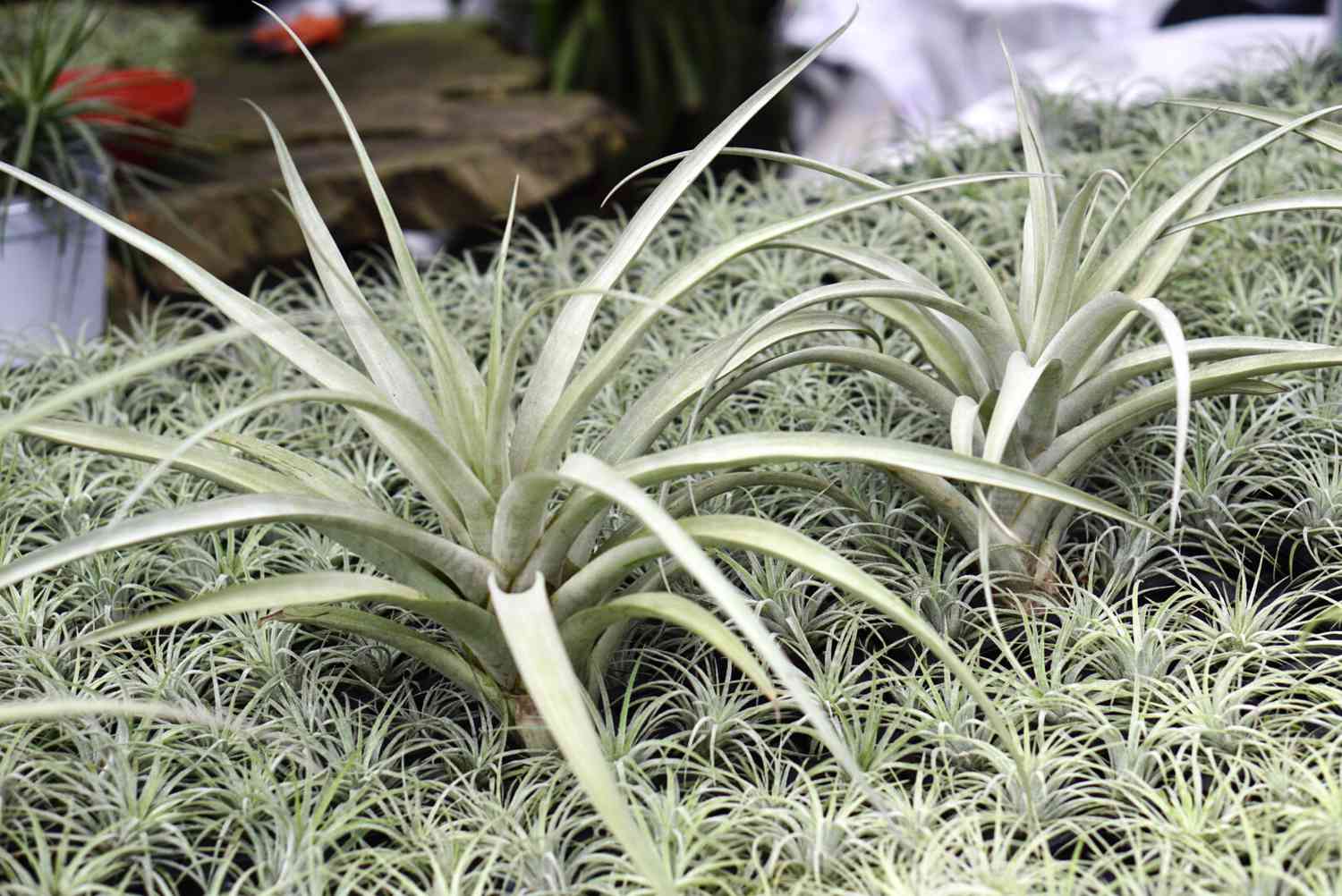 tillandsia