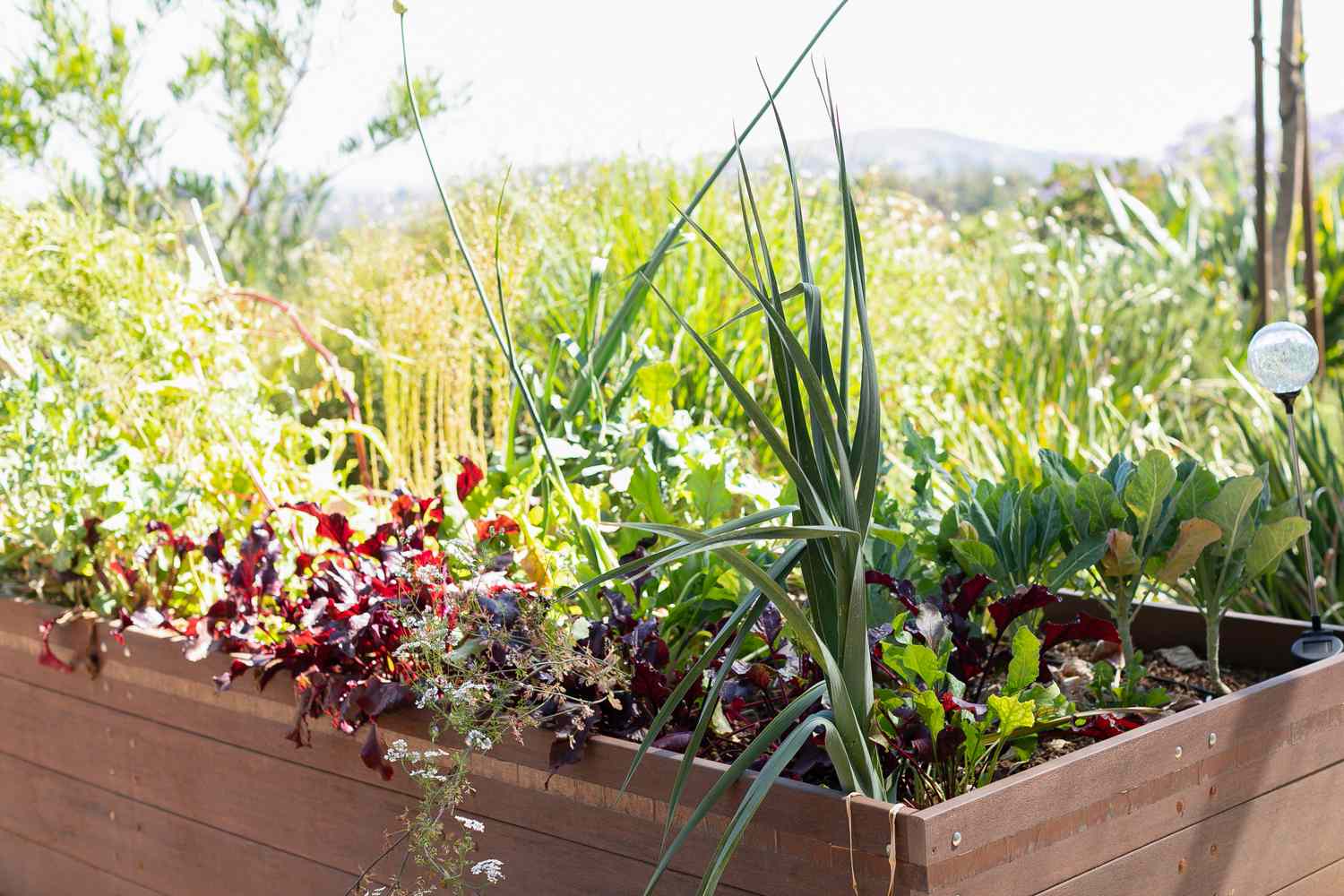 Gemüsegarten mit einer Auswahl an Pflanzen im Hochbeet