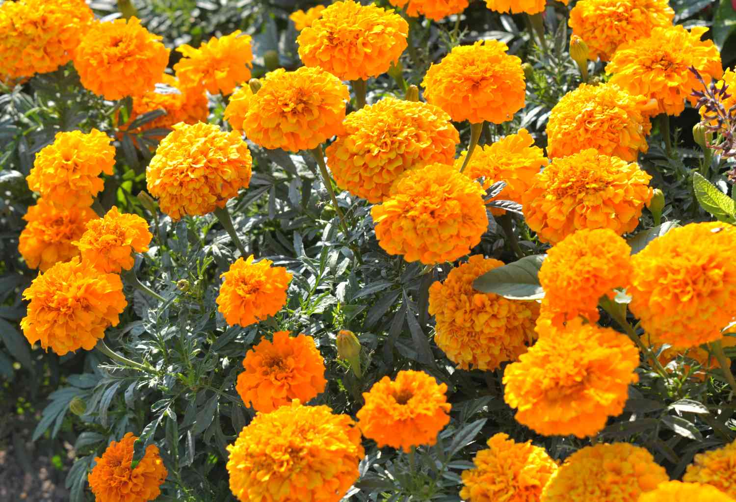 Afrikanische Ringelblumenblüten mit orangefarbenen, flauschig gebündelten Blütenblättern 