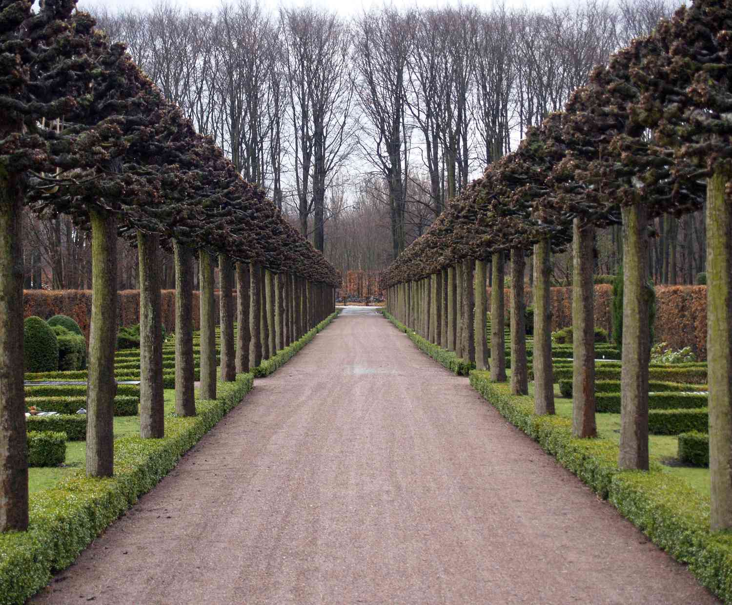 Baumkolonnade, Ostfriedhof, Malm?