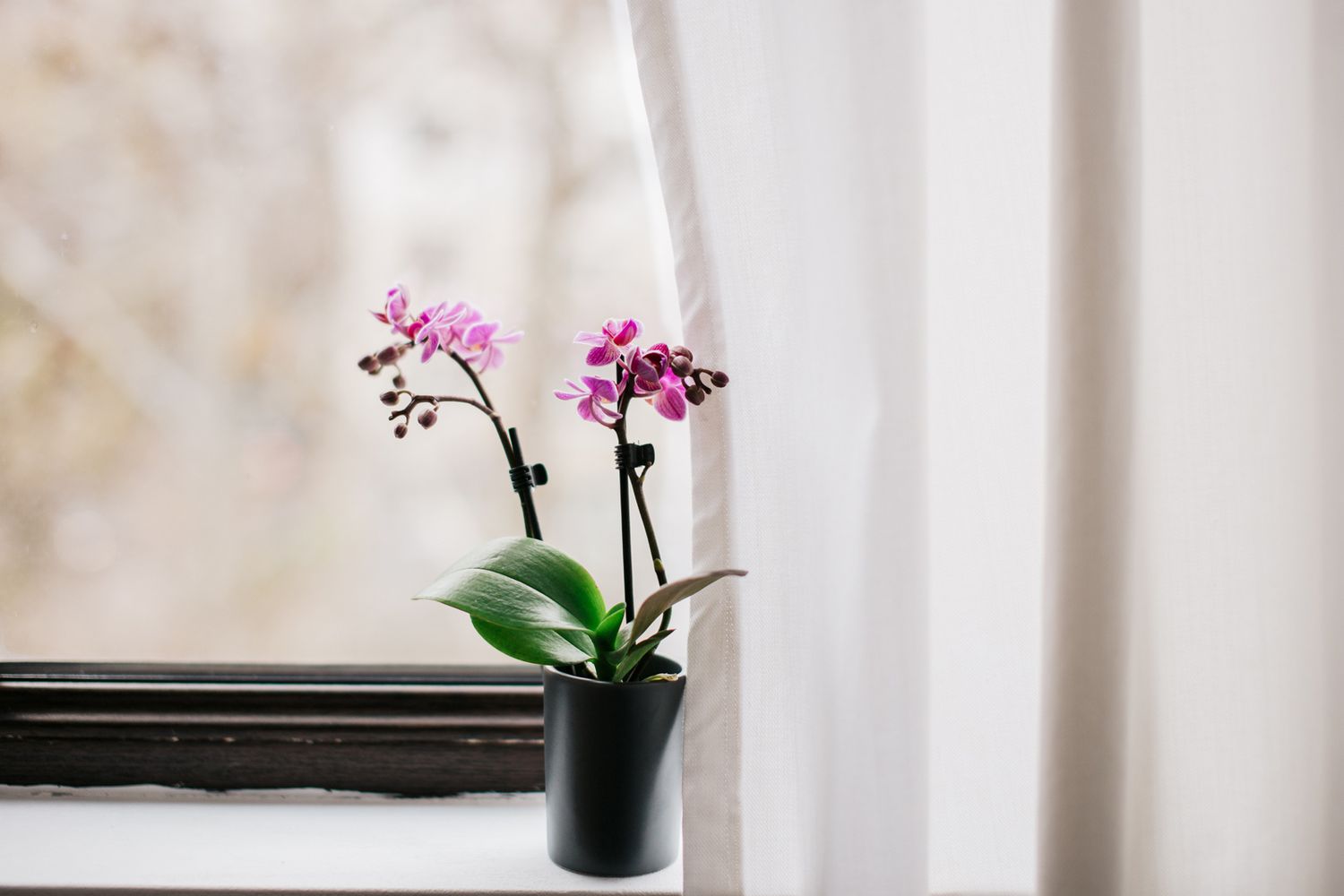 eine Orchidee auf der Fensterbank