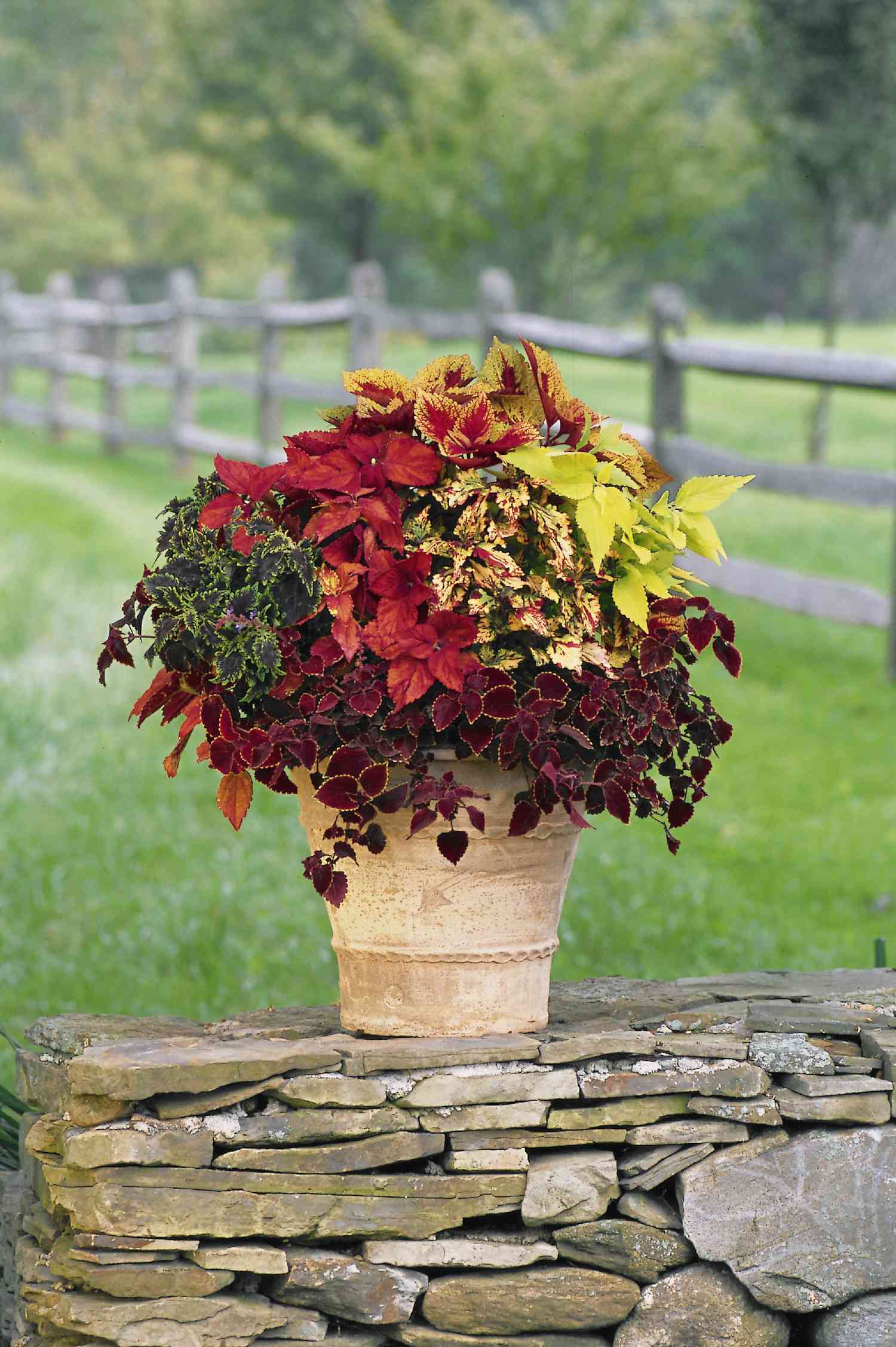 Coleus Container Garten