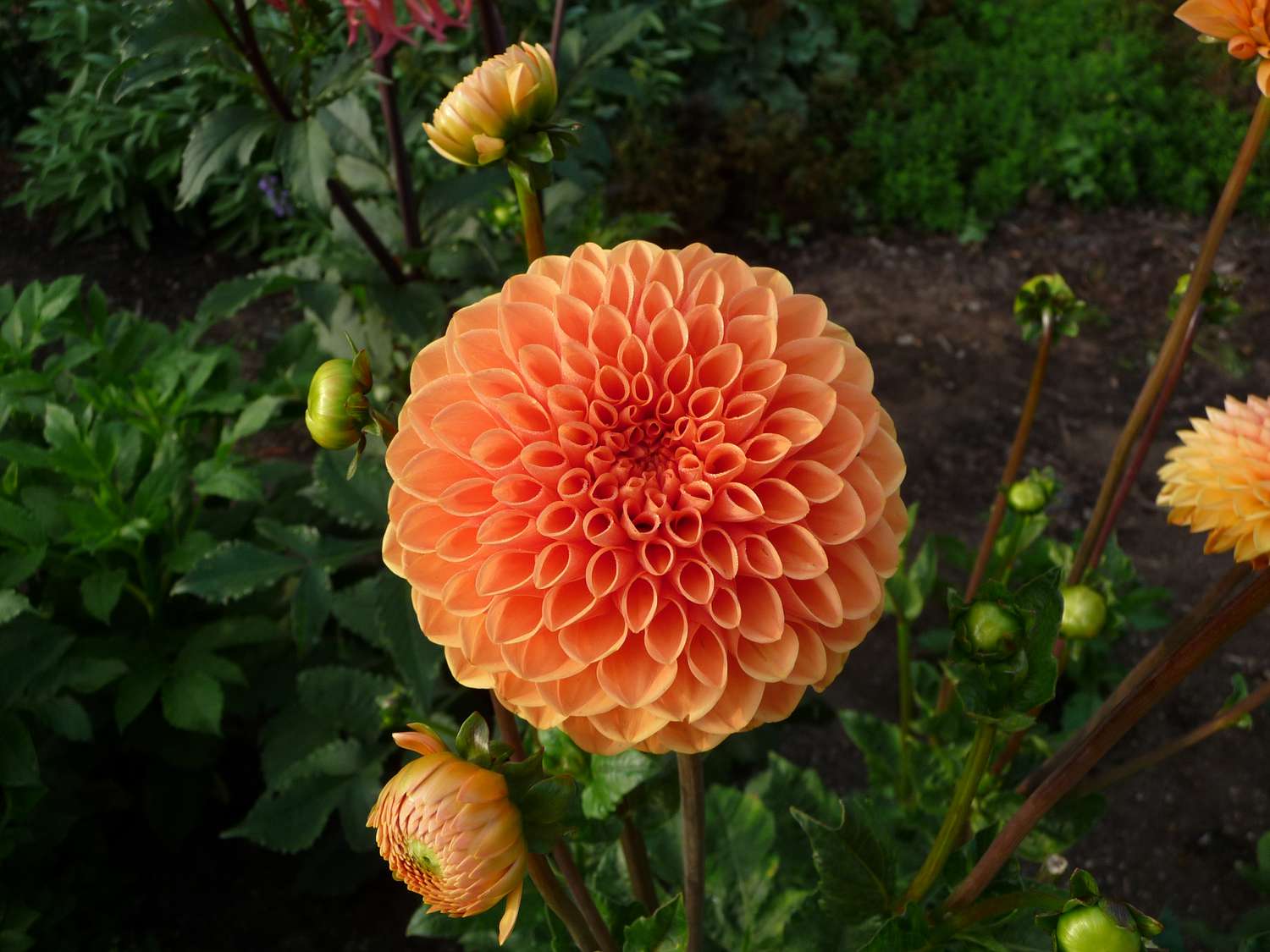 Maarn dahlia