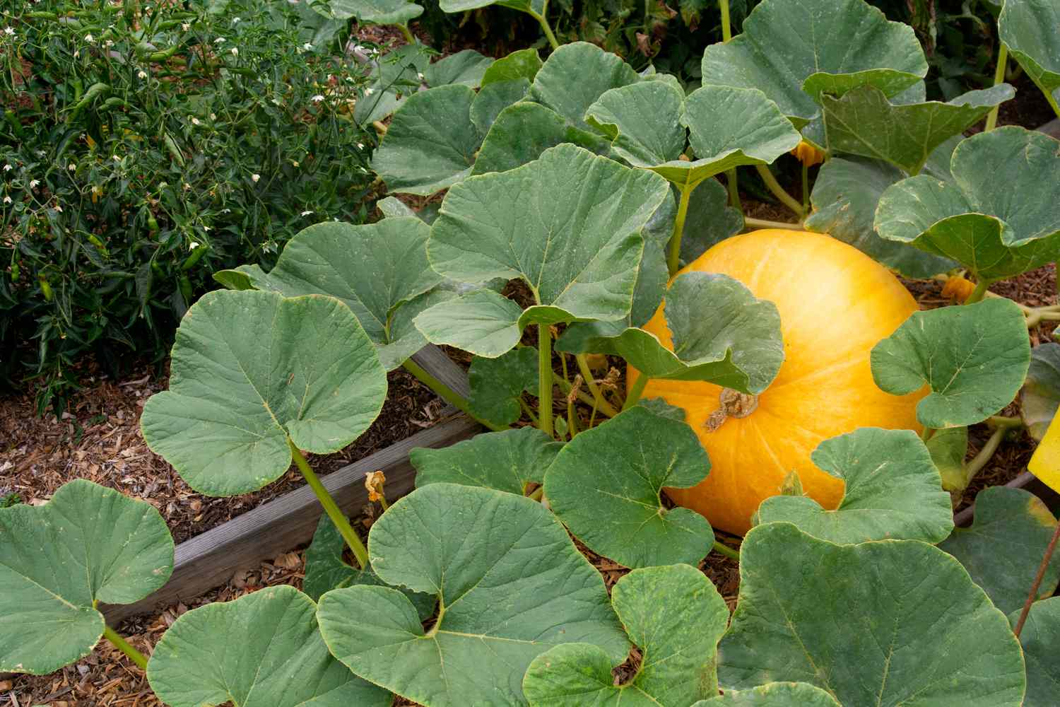 Kürbisrebenbeet mit großen Blättern und orangefarbenem Kürbis, umgeben von Kompost