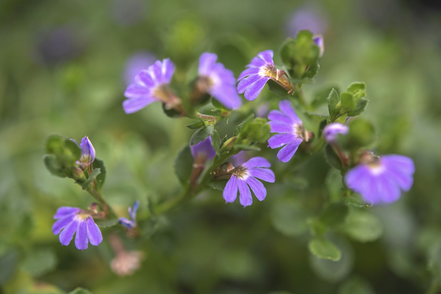 Planta Scaevola com pequenas flores e folhas roxas em closeup