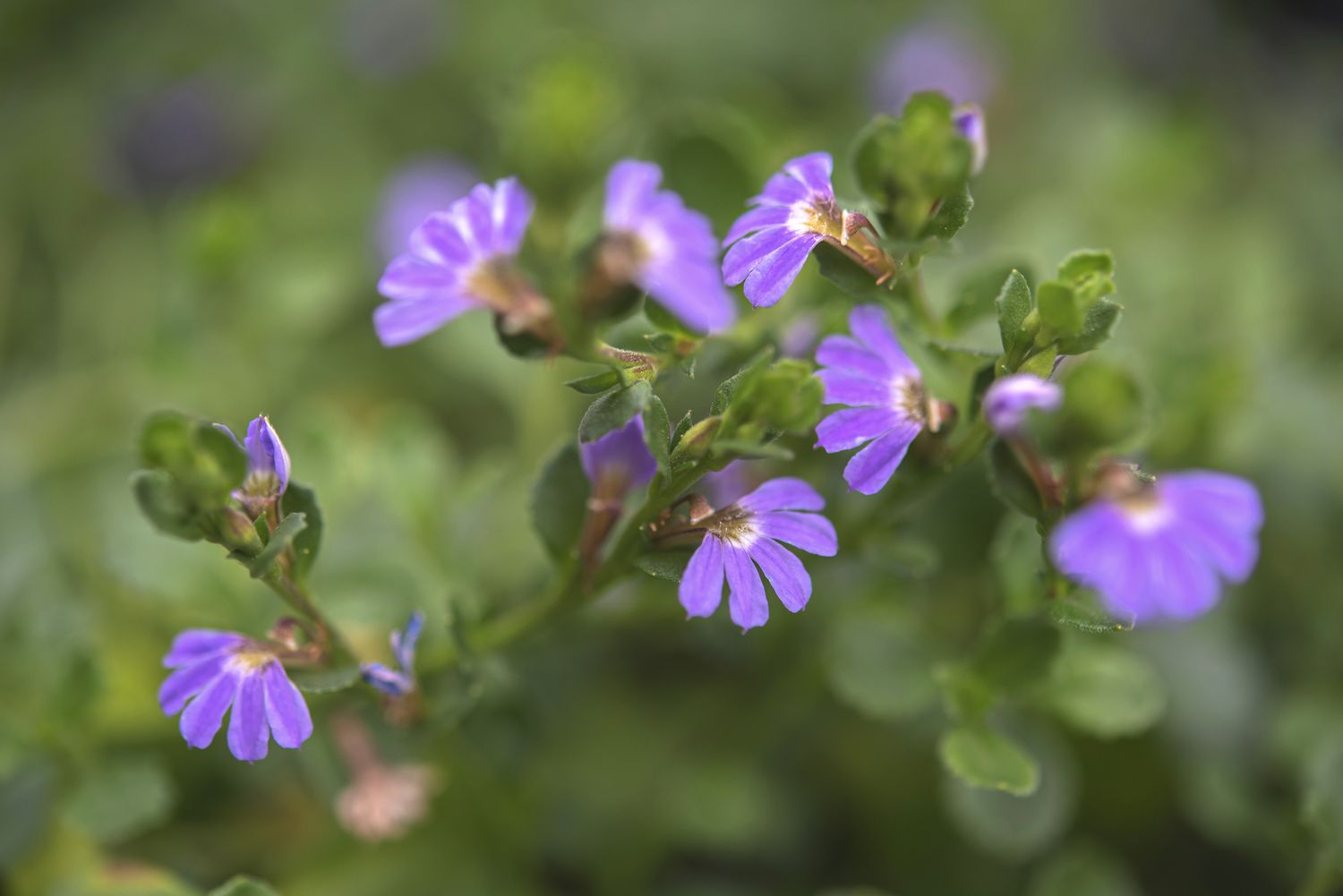 Scaevola-Pflanze mit kleinen lila Blüten und Blättern in Nahaufnahme