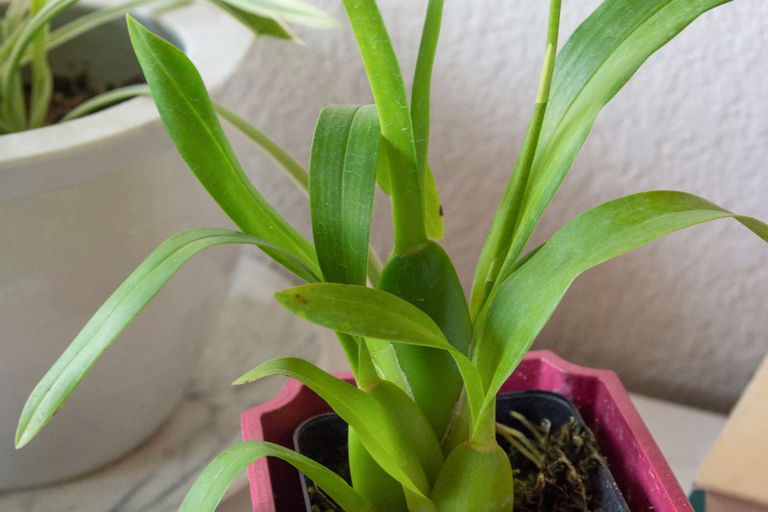 Brassia Orchideenpflanze mit langen Blättern in rosa Topf