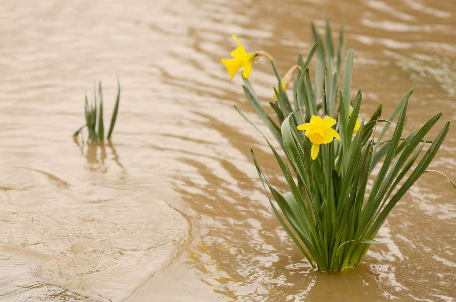 Planta de narciso de pie en el agua de la inundación