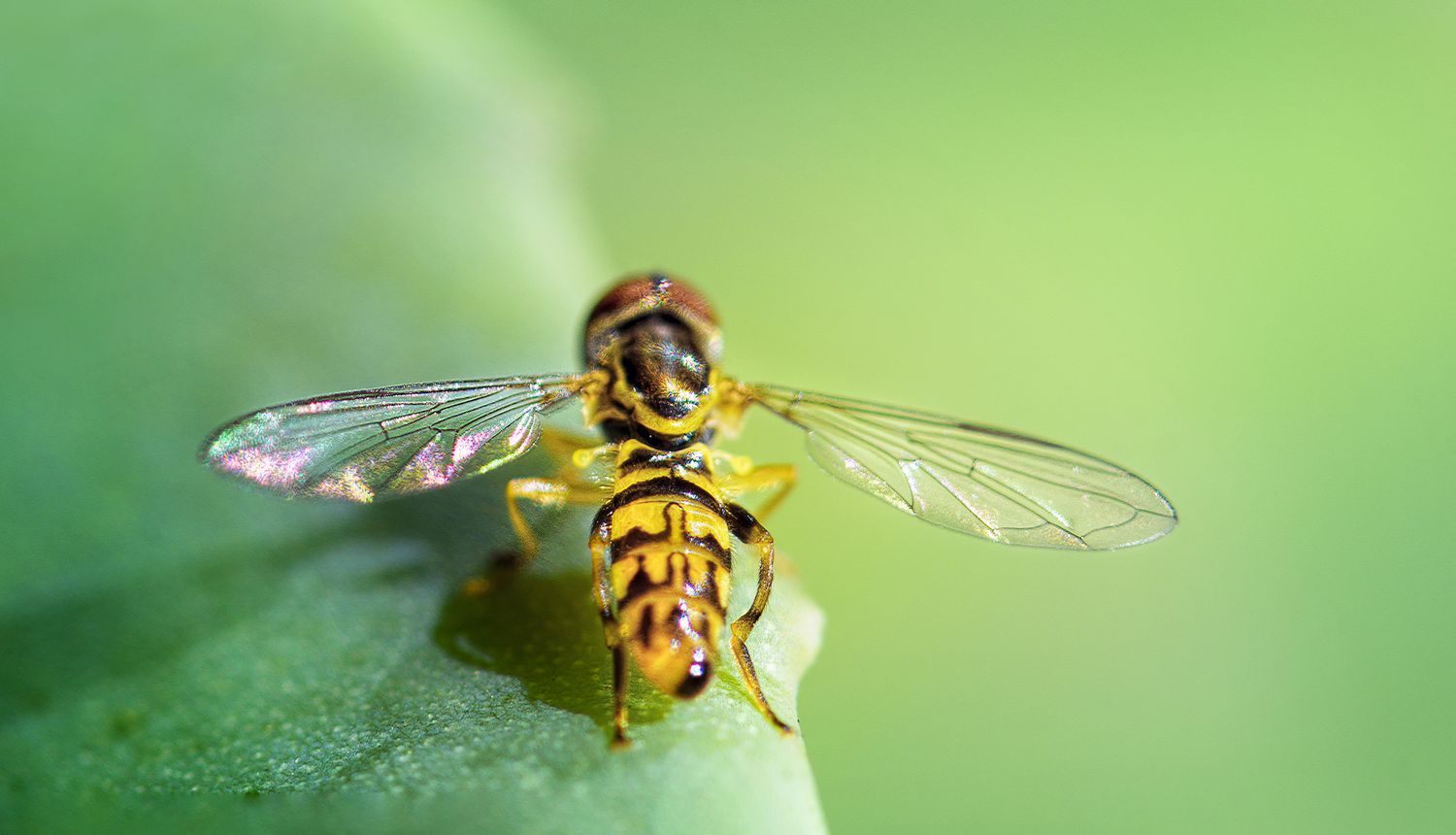 Die Schwebfliege hat nur ein Flügelpaar, anders als Bienen und Wespen