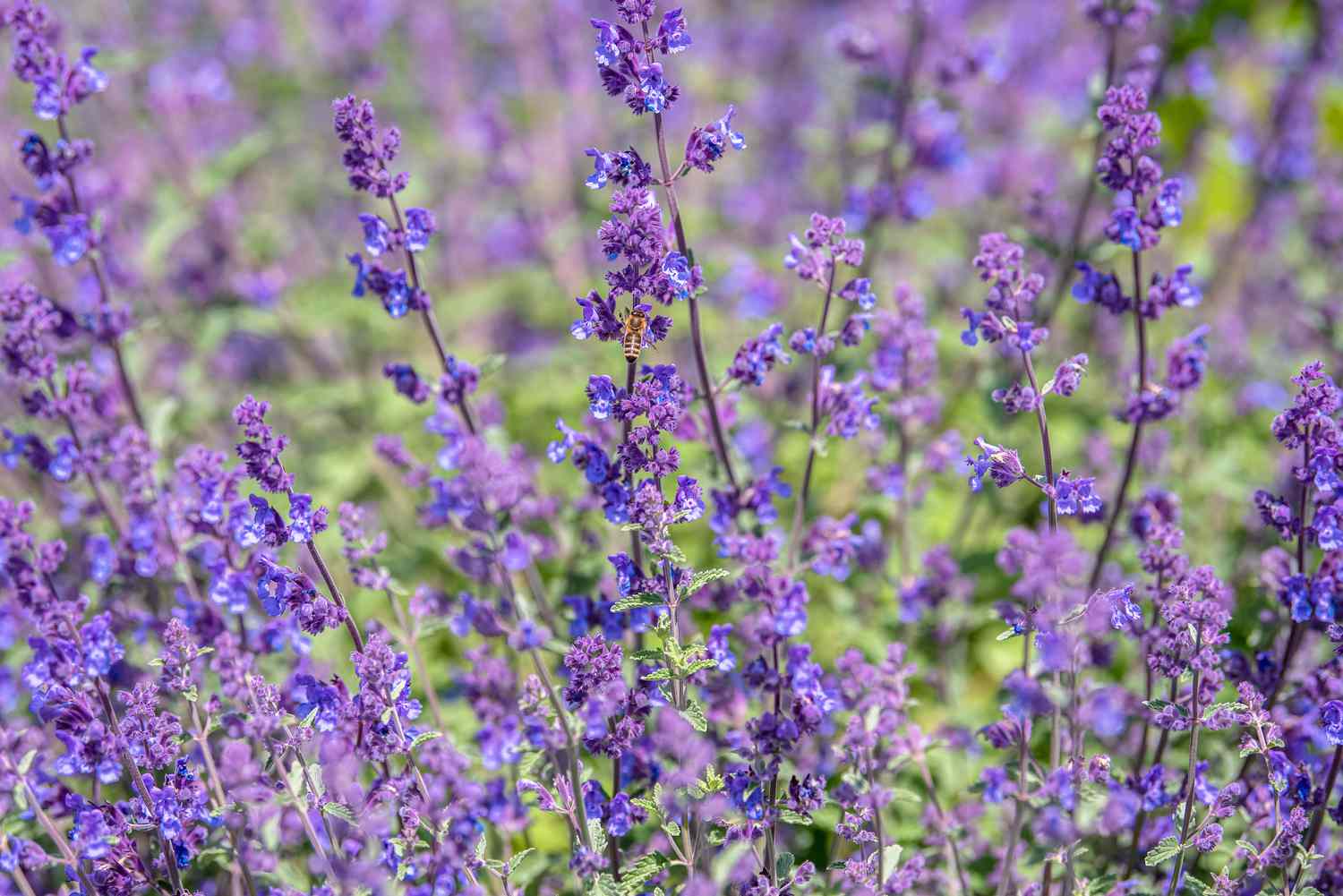 Planta de hierbabuena con tallos finos y pequeñas flores azul-púrpura