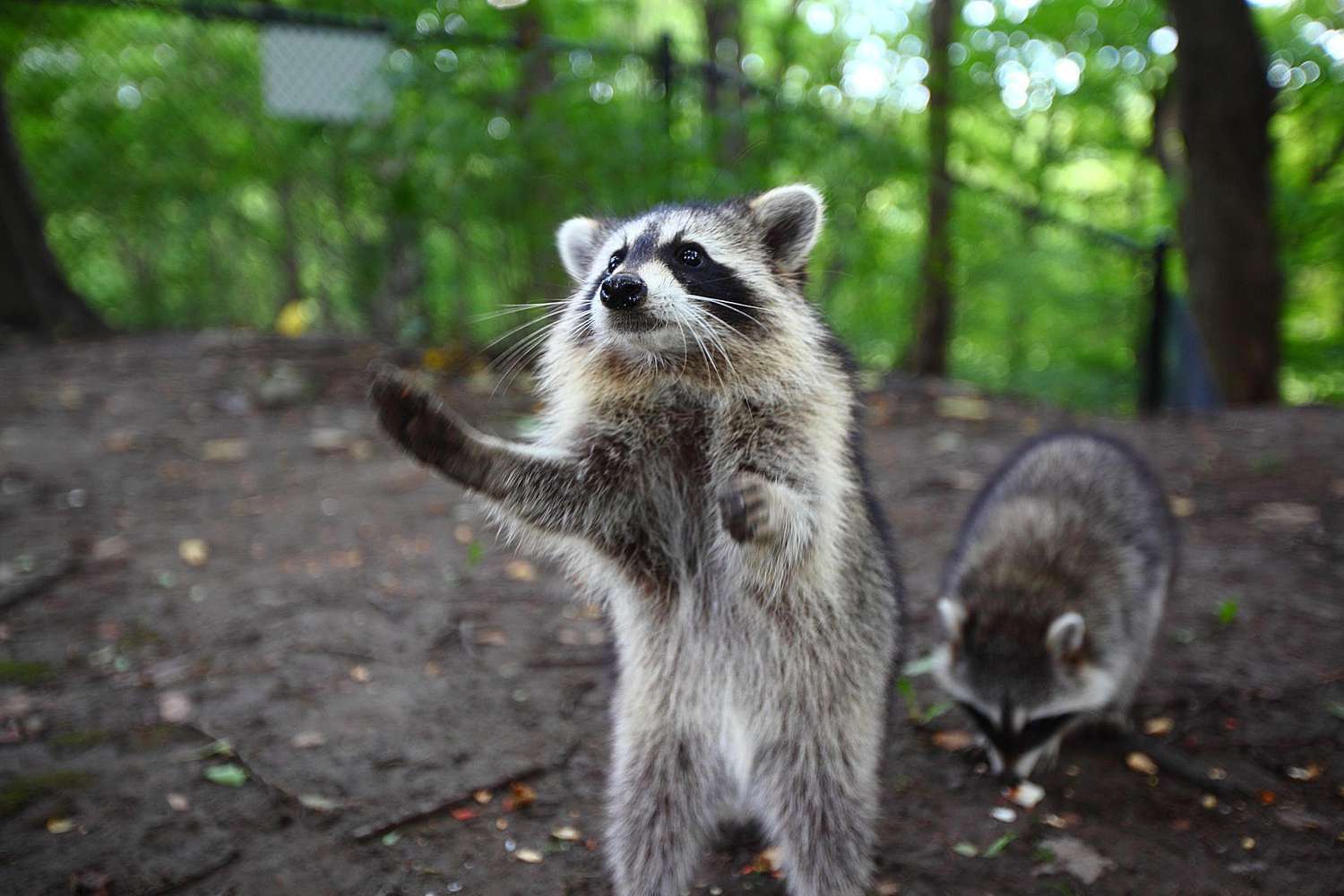 Waschbär bettelt um Futter