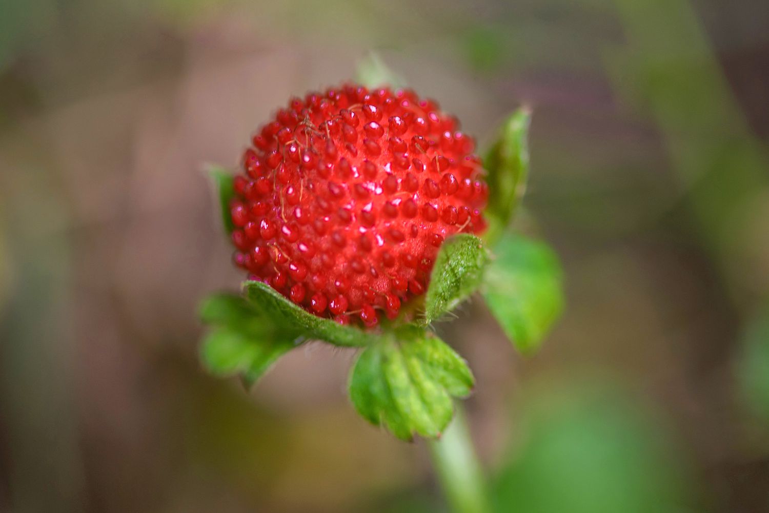 Faux fraisier avec fruit rouge vif sur tige closeup