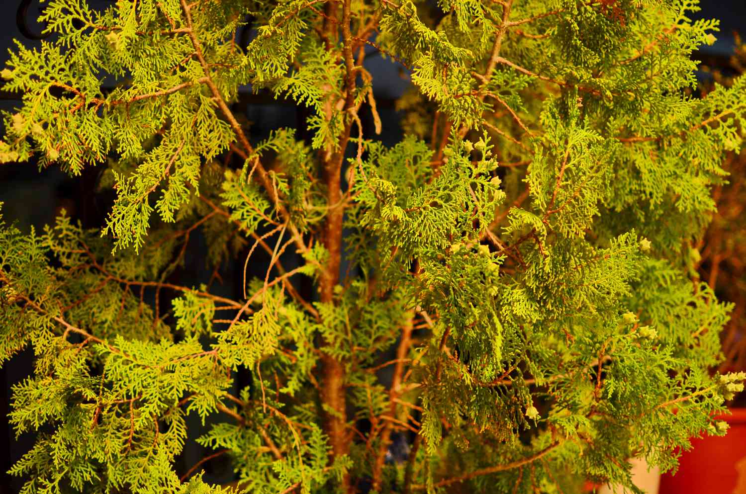 close up of leyland cypress