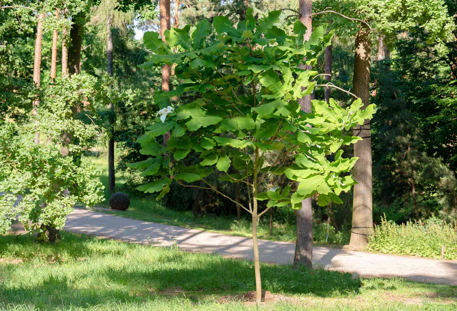 Großblättriger Magnolienbaum mit großen grünen Blättern an einem dünnen Stamm in der Nähe eines Weges