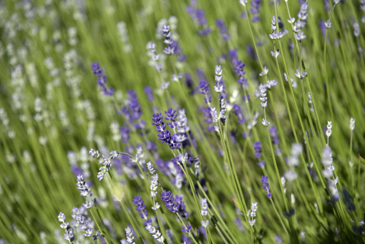 Munstead Lavendelpflanze mit langen dünnen Stielen und kleinen lila und hellvioletten Blüten im Sonnenlicht