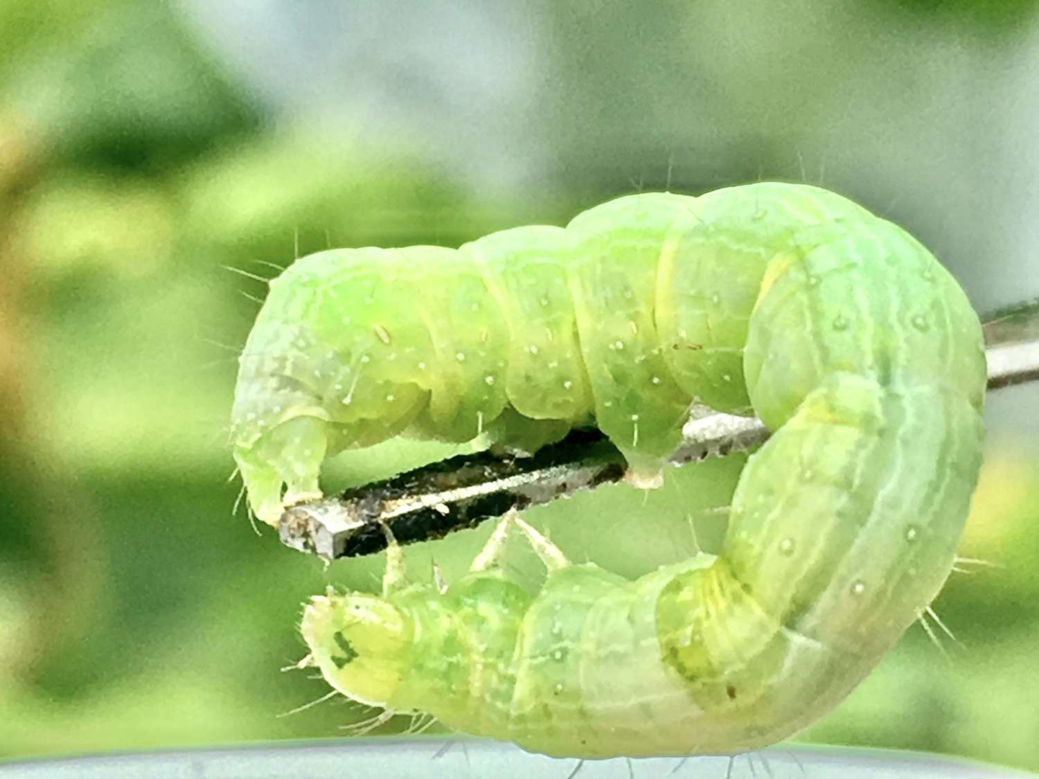 Larva da traça da lagarta do repolho