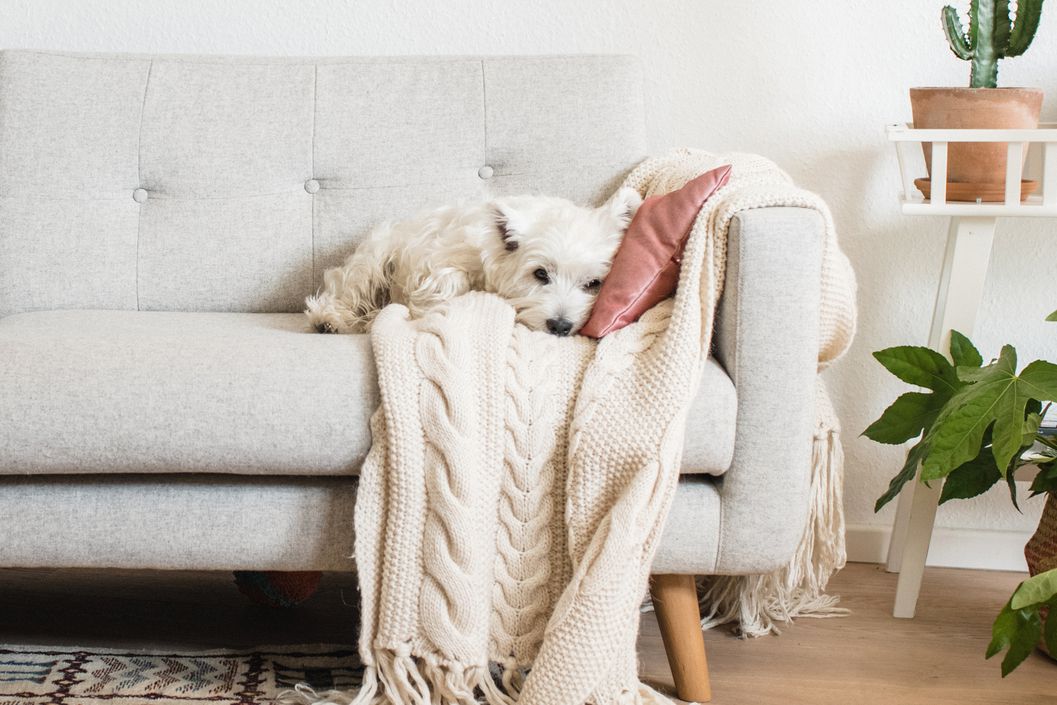 Hund kuschelt auf dem Sofa mit einer Decke