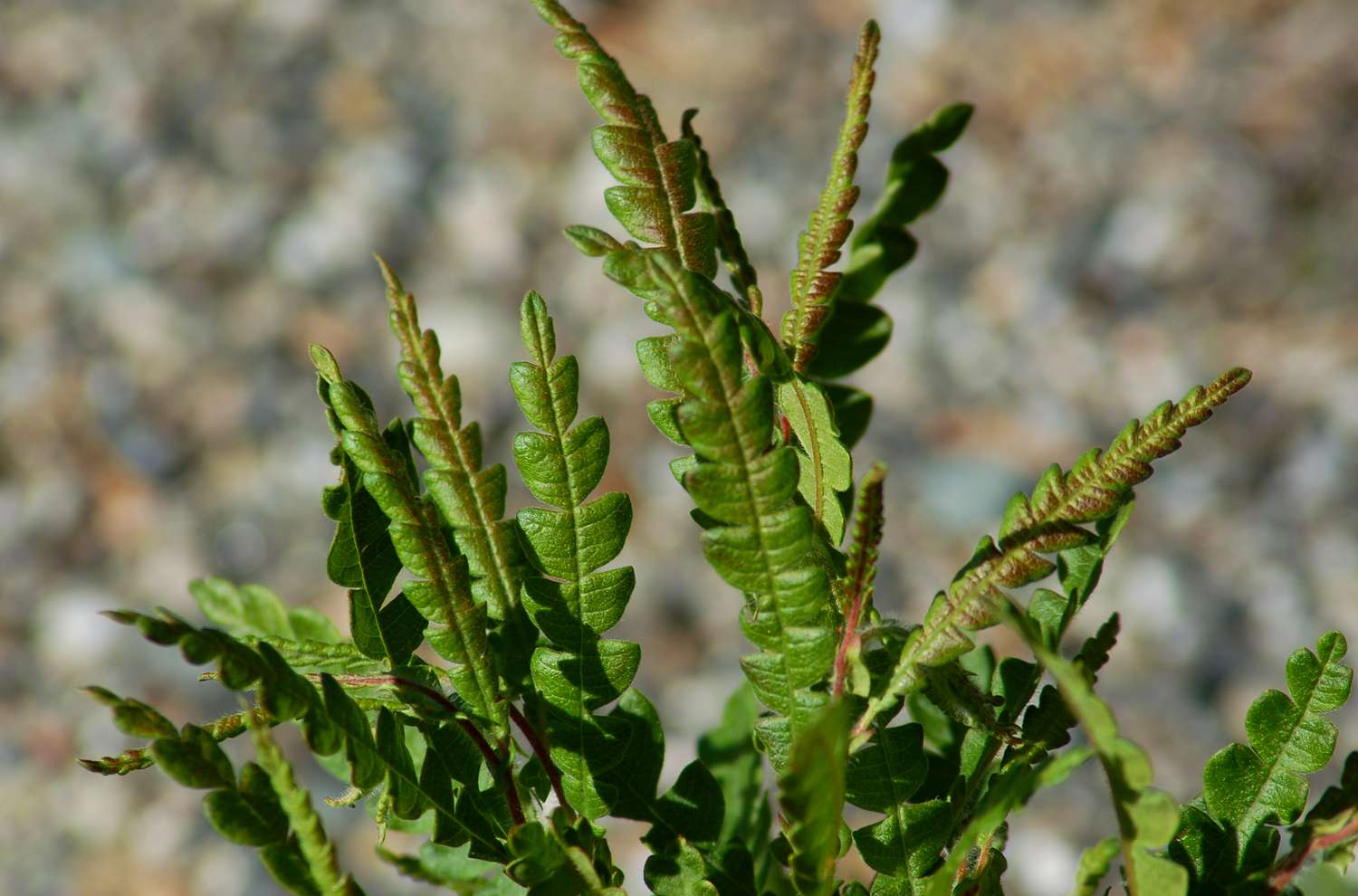 sweetfern closeup picture