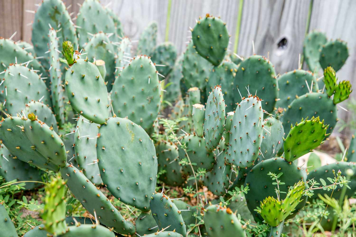 prickly pear cacti