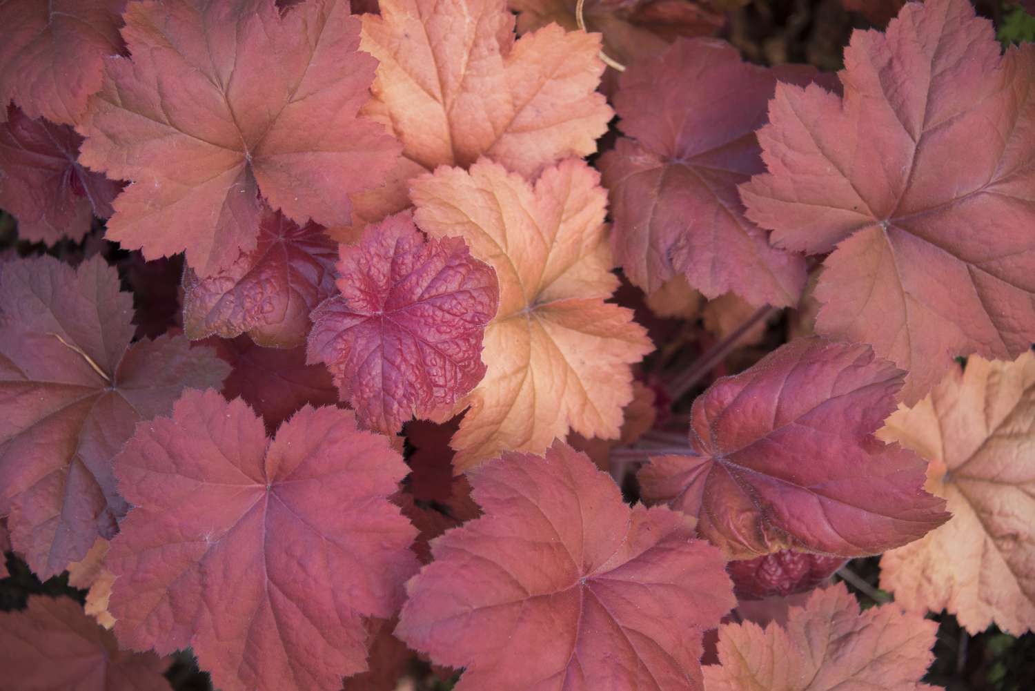 Eine Nahaufnahme von roten Heuchera-Blättern