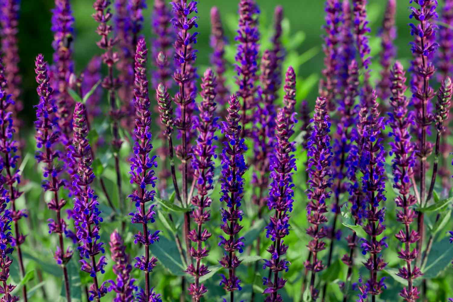 Caradonna salvia Pflanzen mit langen dünnen Stängeln und violetten Blütenähren