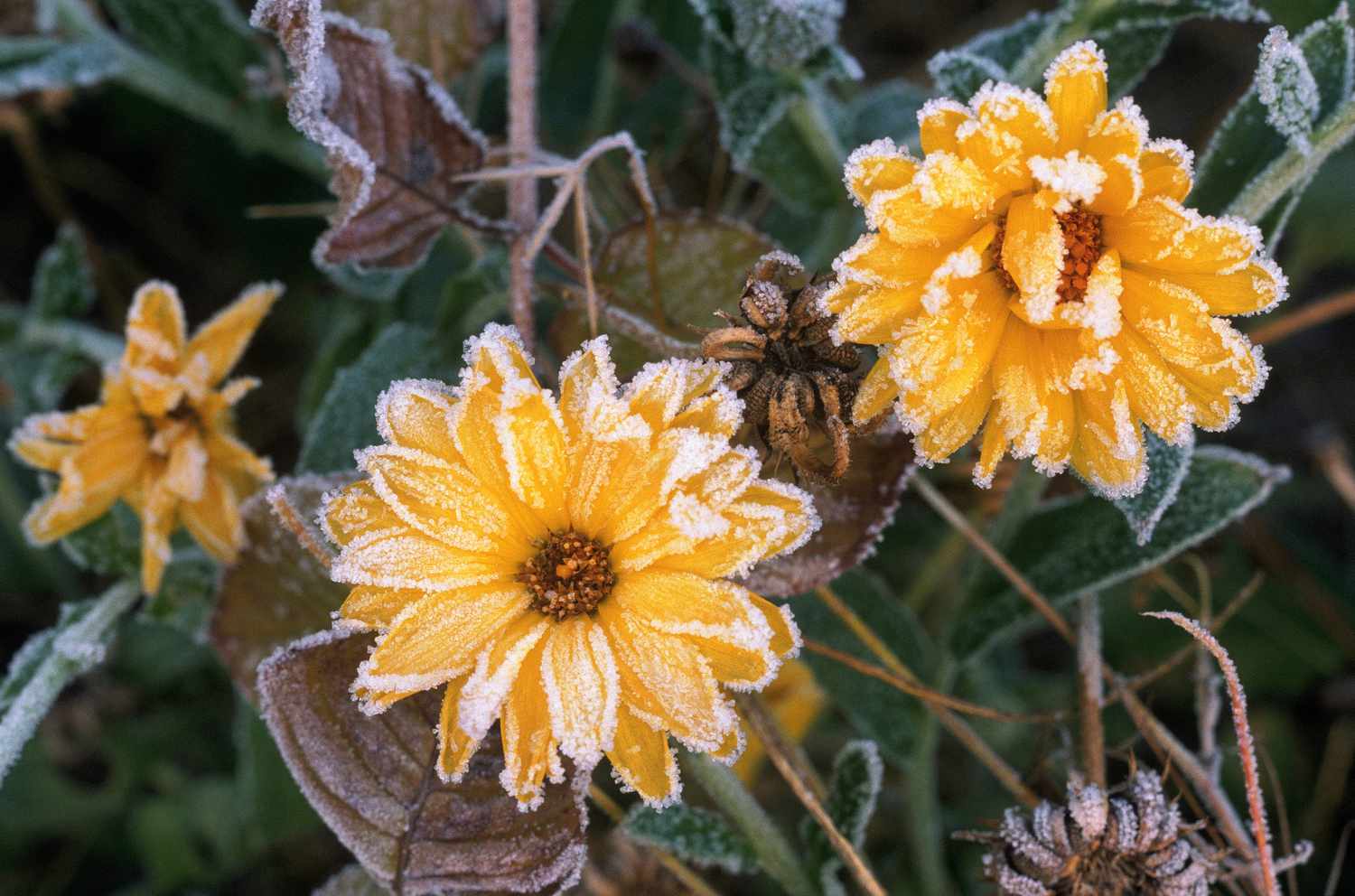 Escarcha en las flores