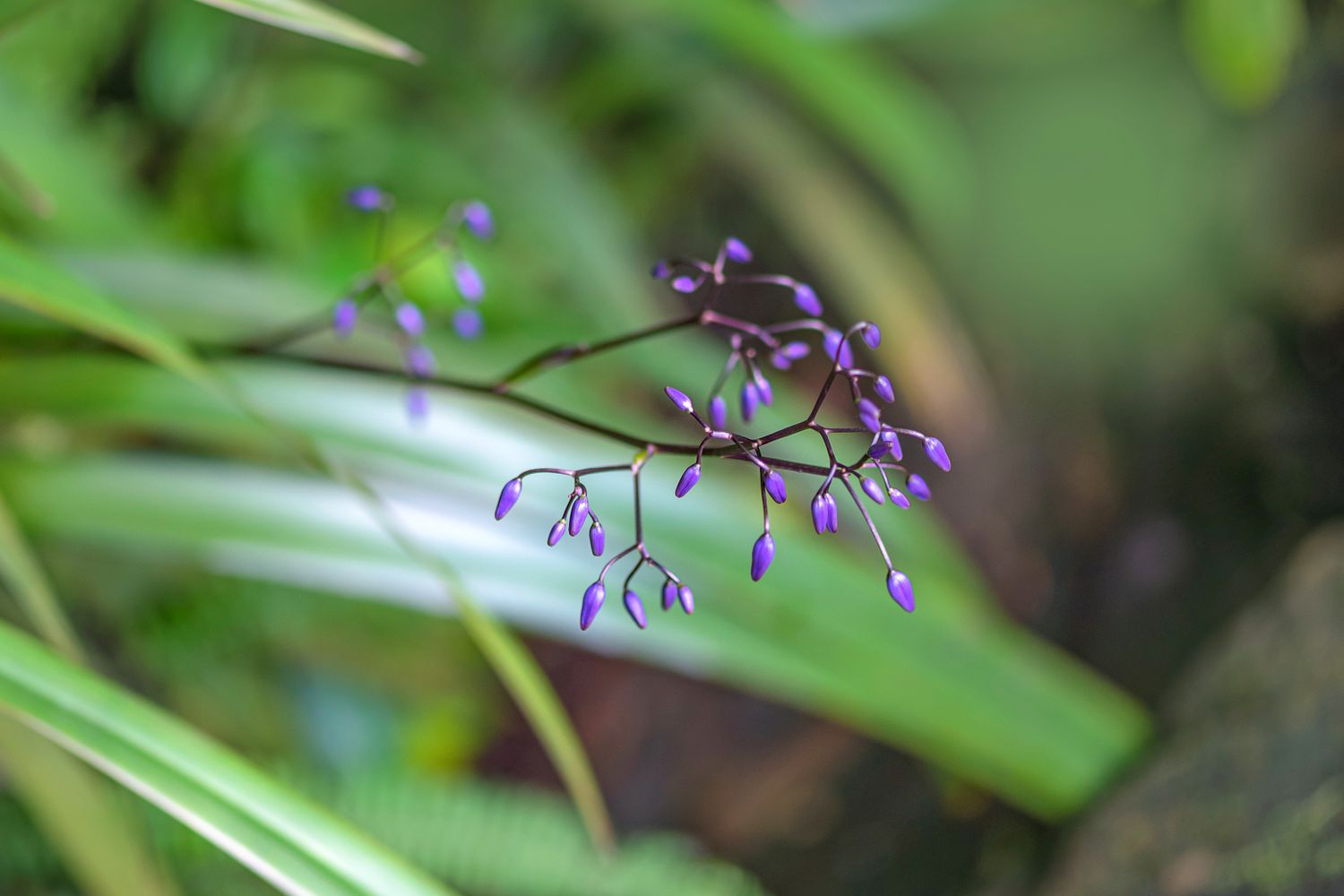 Flachslilienpflanze am dünnen Stängel mit winzigen violetten Rispen am Ende, Nahaufnahme