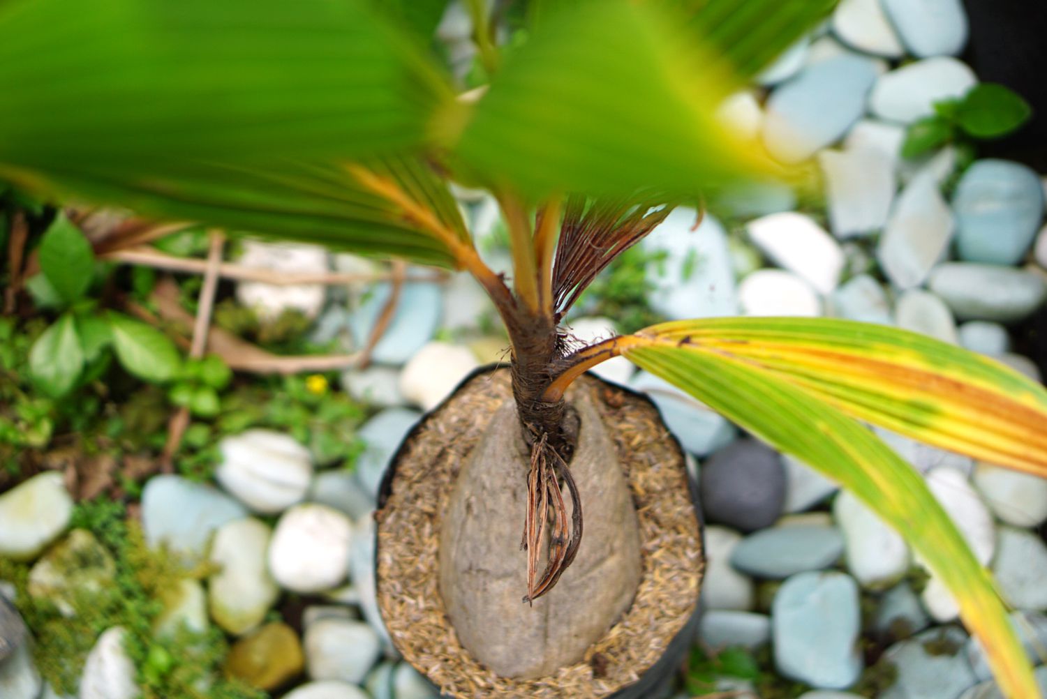 Aus der Kokosnuss sprießende Palme