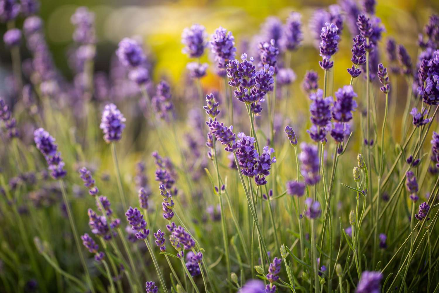 english lavender