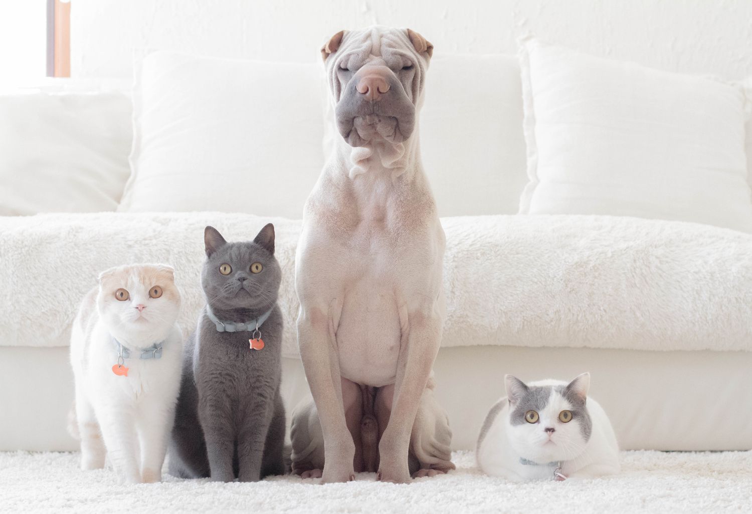 Katzen und Hunde sitzen zusammen vor einem weißen Sofa