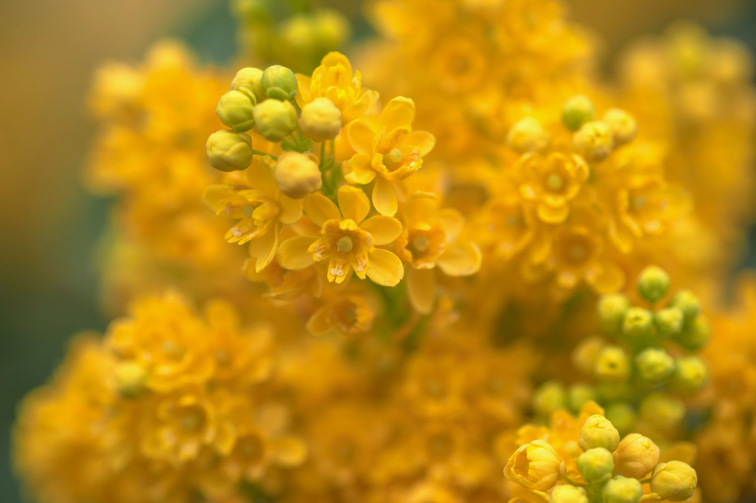Oregon-Traube mit gelben Blüten und Knospen in Nahaufnahme
