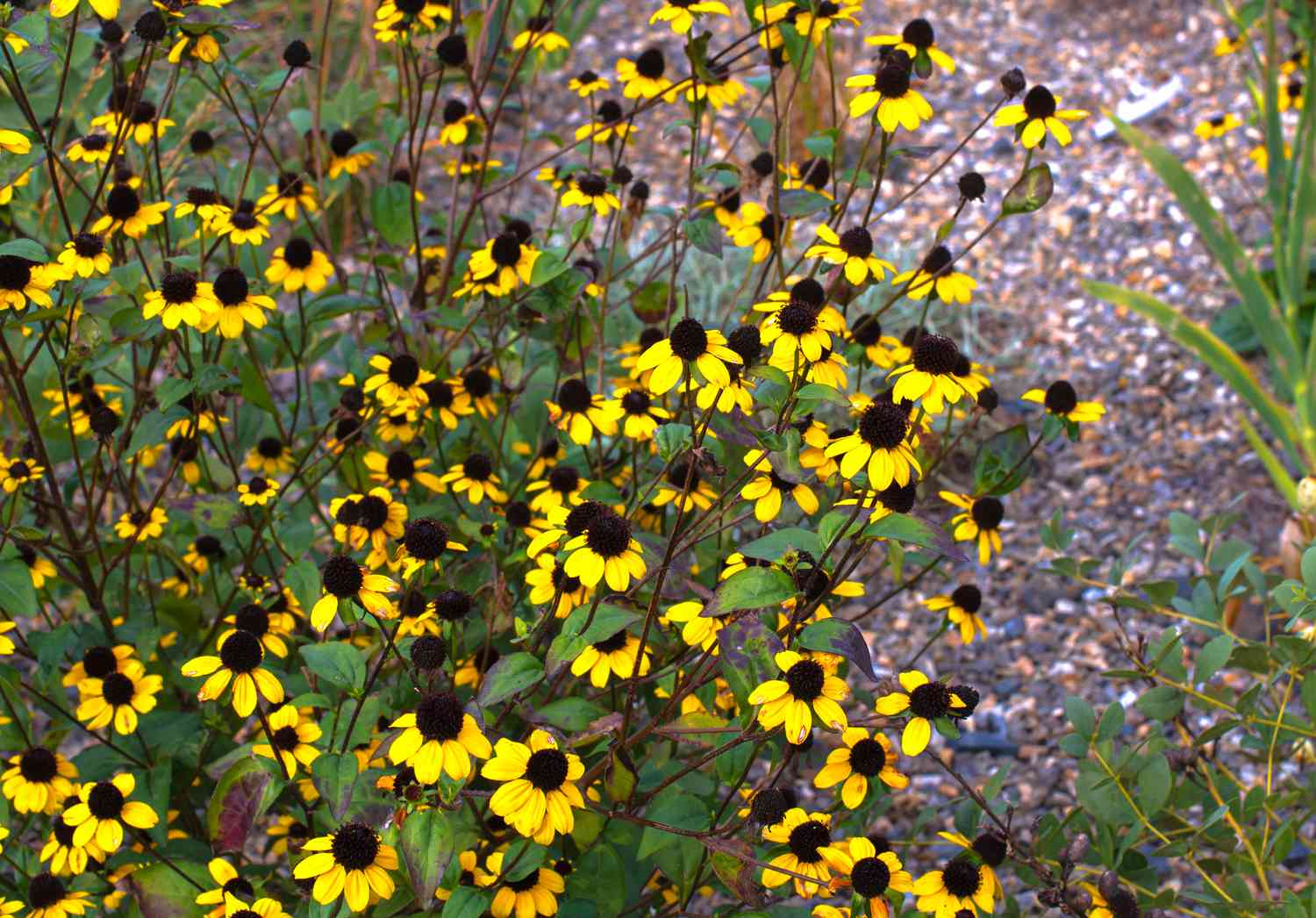 Braunäugige Susan-Wildblumen mit leuchtend gelben Blüten und braunen runden Zentren auf dünnen Stängeln in Nahaufnahme