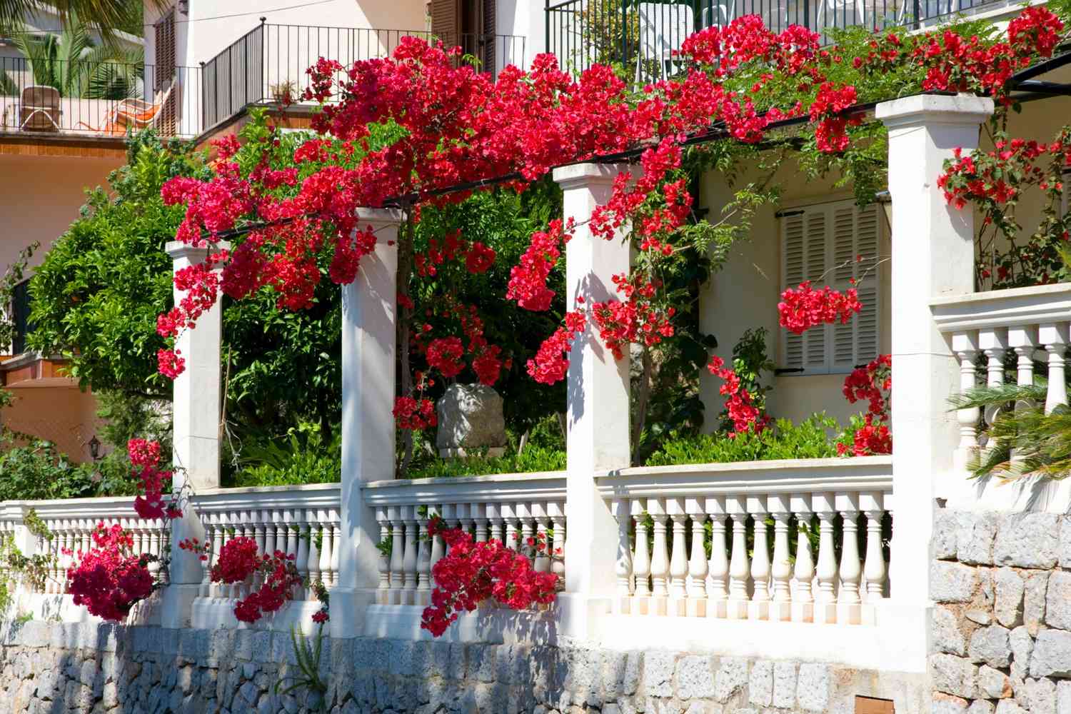 Bougainvillea an Laube und Haus.