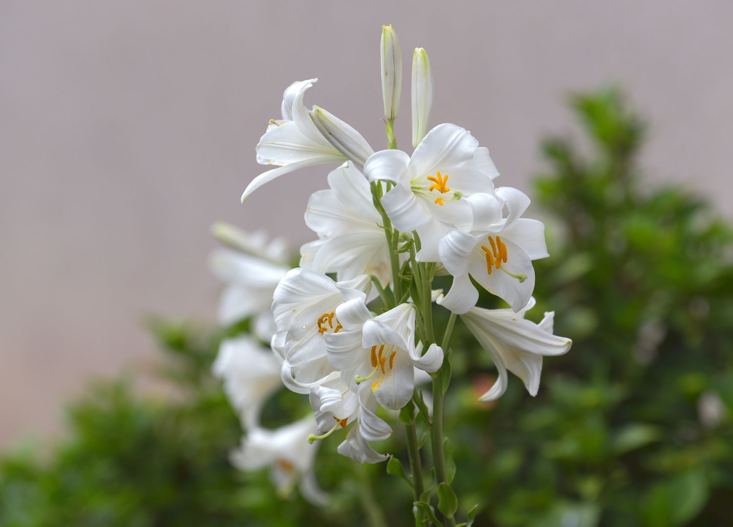 Madonnenlilienpflanze mit dünnen, mehrstämmigen, mit weißen trompetenförmigen Blüten und Knospen bedeckten Blüten