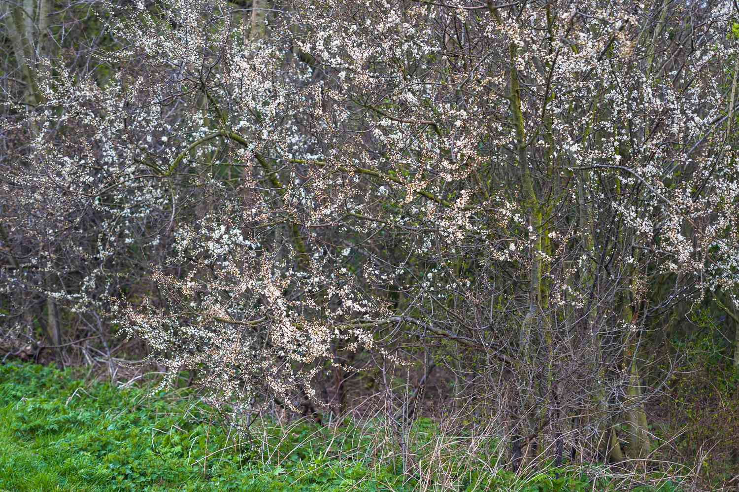 Schlehdornbäume mit dünnen kahlen Ästen und kleinen weißen Blüten