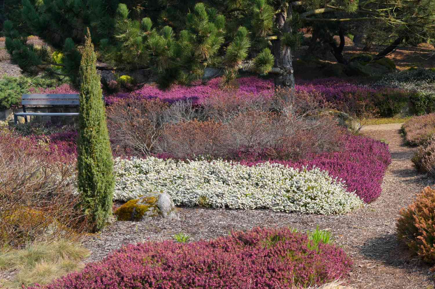Zwergwacholderbaum in der Mitte des Gartens mit weißen und rosafarbenen Büschen im Sonnenlicht