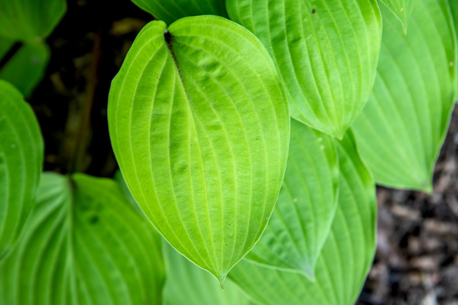 Feuerinsel-Hosta-Pflanze mit gerippten und hellgrünen Blättern in Nahaufnahme
