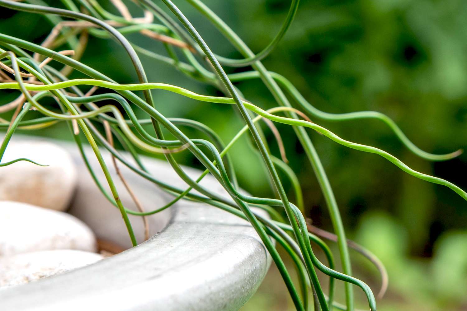 Plantes de jonc tire-bouchon avec tiges vert clair torsadées et bord de pot closeup