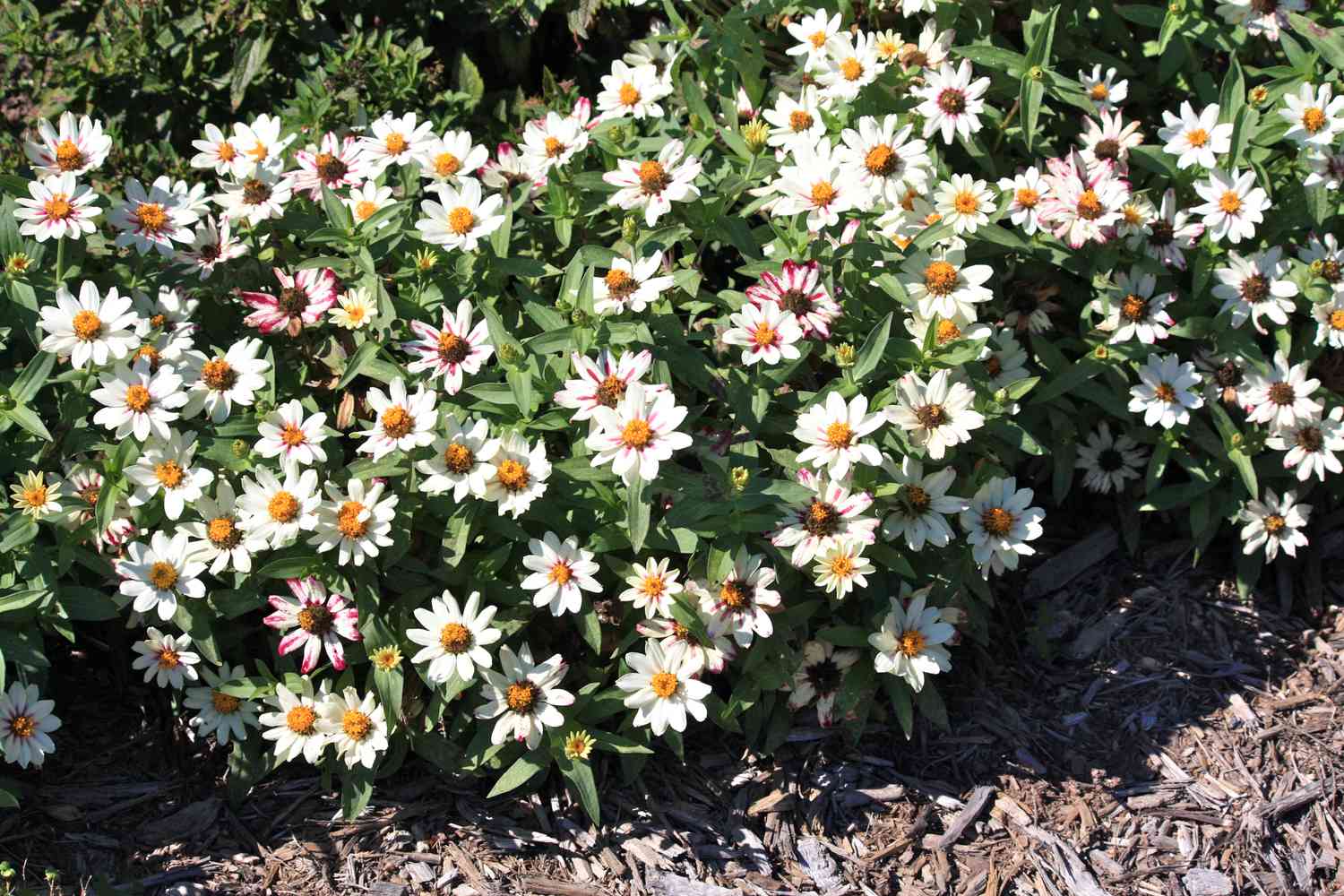 Starlight Rose Zinnias