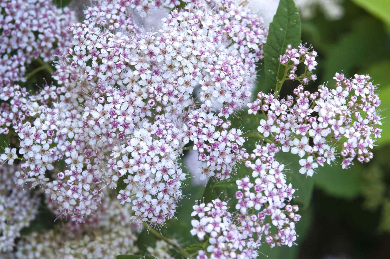 weiße Spirea